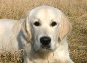 ringtraining12 002.jpg